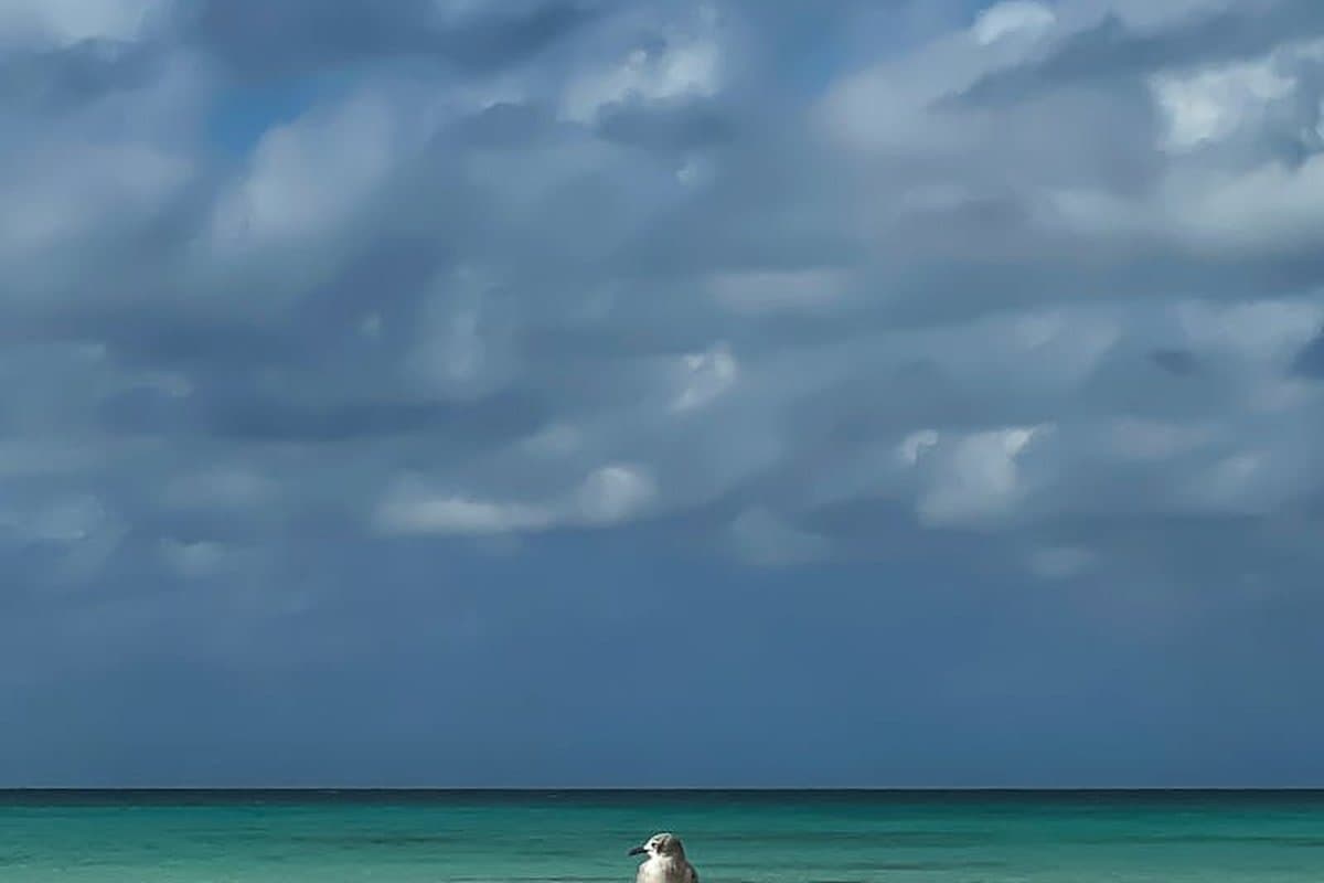 Aruba