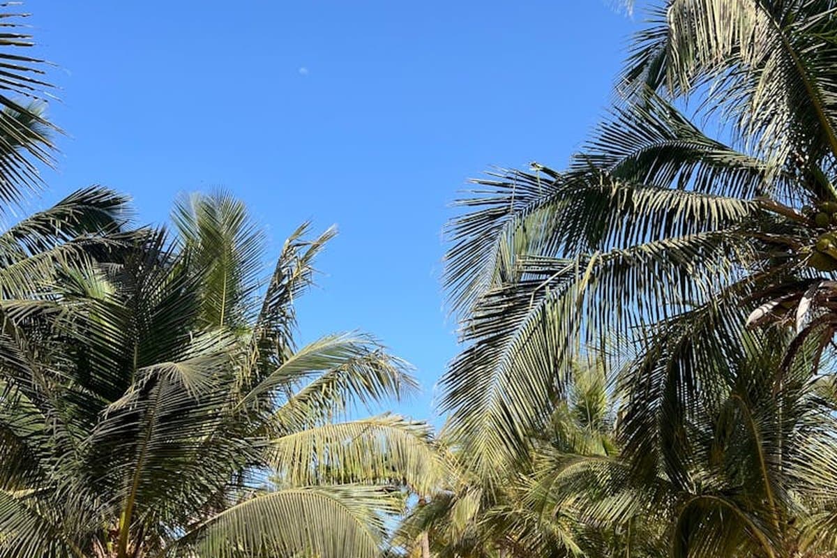 Cape Verde