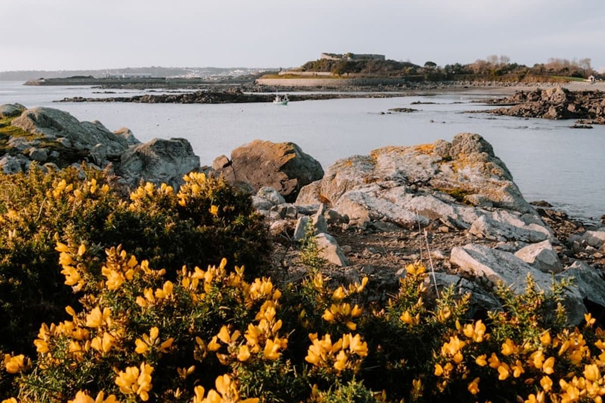 Guernsey