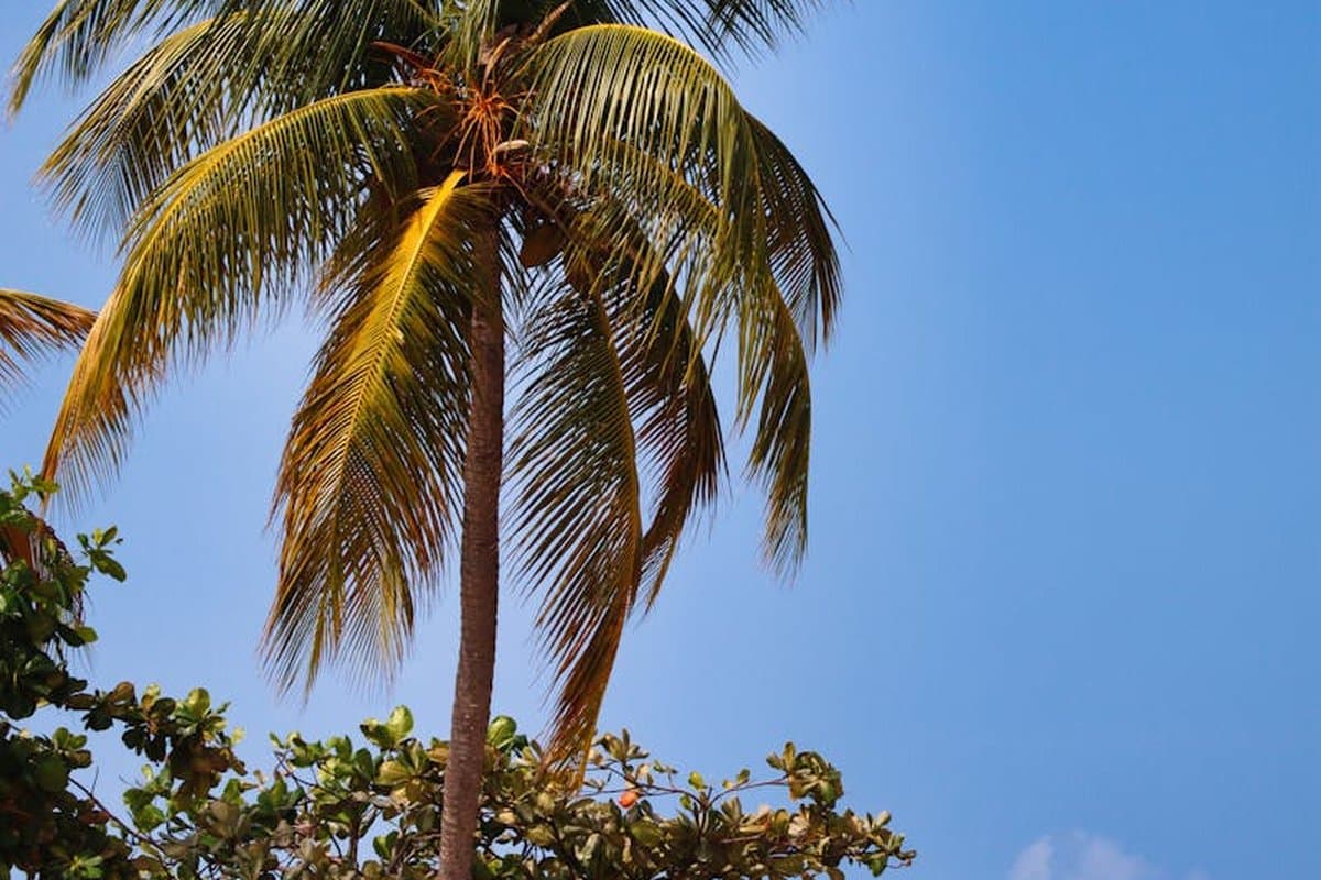 Saint Lucia