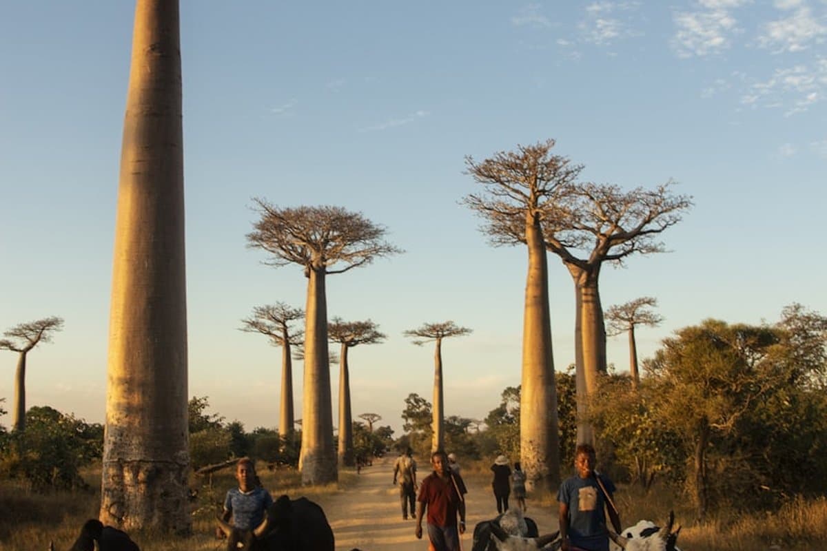 Madagascar